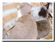 cats
