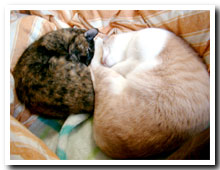cats