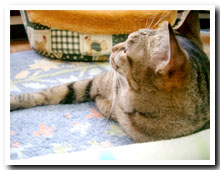 cats