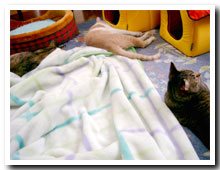cats