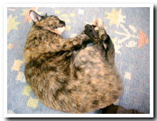 cats