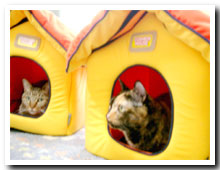 cats