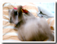 cats