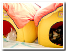 cats