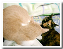 cats