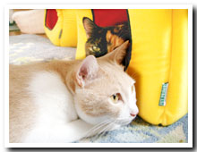 cats