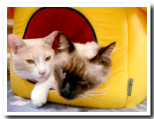 cats