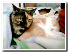cats