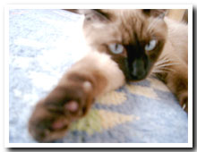 cats