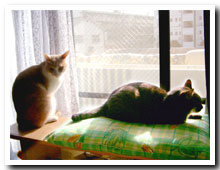 cats