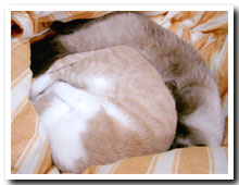 cats