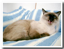 cats