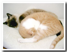 cats
