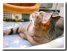 cats