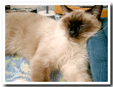 cats