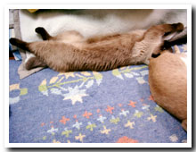 cats