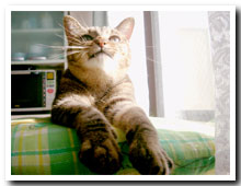 cats