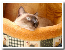 cats
