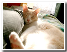 cats