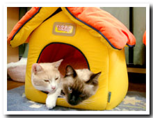 cats