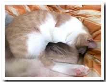 cats