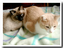 cats