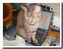 cats