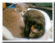 cats