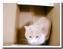cats