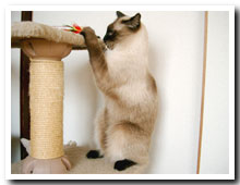 cats