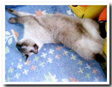 cats