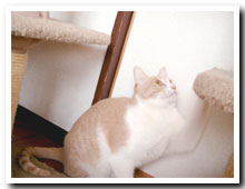cats