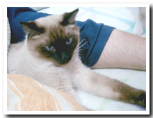 cats