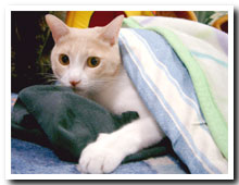 cats
