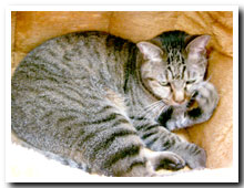 cats