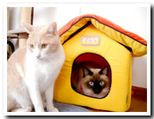 cats