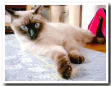 cats