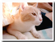 cats