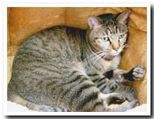 cats