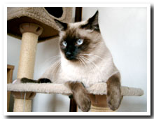 cats