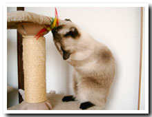 cats