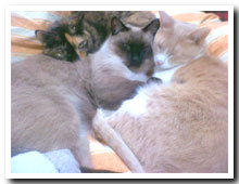 cats