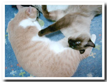 cats