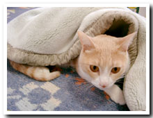 cats