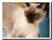 cats