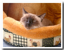 cats
