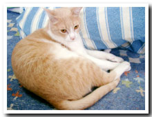 cats