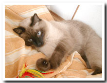 cats