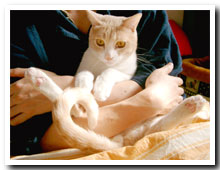 cats