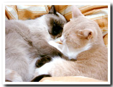 cats